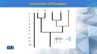 Construction of Phenogram II  Principles of Systematics  ZOO511TTopic118 [upl. by Alderson546]