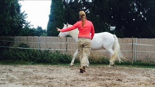 Körpersprache der Pferde 🗣🙋‍🐴  Bodenarbeit Natural Horsemanship freies Reiten [upl. by Hamid]