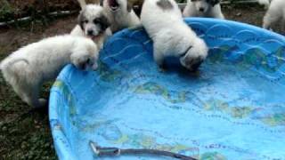 Great Pyrenees puppies in swimming pool [upl. by Auberbach]