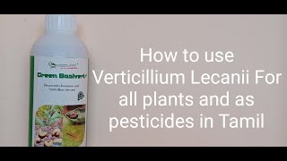 How to use Verticillium Lecanii For our terrace garden and as pesticides For all plants in Tamil🤩🤩 [upl. by Shugart935]