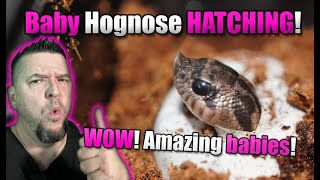 Hognose BABIES hatching 16 BABIES have hatched WOW [upl. by Coriss315]