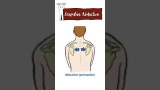 Scapular abduction muscles physiotherapy muscles movement anatomy neet [upl. by Alyakcm231]