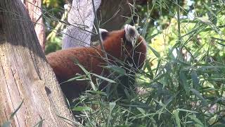 Red Panda Grazing on Leaves fypシ゚viral redpanda animalkingdom wildanimals trending youtube [upl. by Pippas]