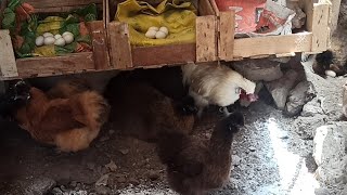 🥳💝nidos reciclados para gallinas sedosas🤗❤️ desinfección de los corrales 💐🎊 [upl. by Akemit521]