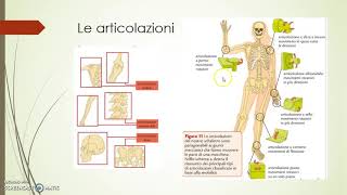 Articolazioni legamenti e muscoli [upl. by Honan570]