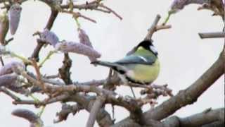 Mésange charbonnière au printemps [upl. by Enneicul]