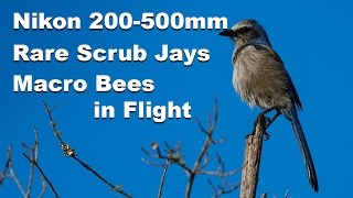 Nikon D500 Finding the Rare Florida Scrub Jay  Macro Bees In Flight  Birding Photography Tips [upl. by Malchus]