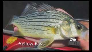 Iowa Great Lakes Fishing Guides JTG Expeditions Intro to Yellow Bass [upl. by Ahsehat]