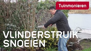 Vlinderstruik Buddleja snoeien hoe doe je dat  Tuinmanieren [upl. by Denton508]