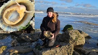 How to find free food on a beach limpets [upl. by Lanfri477]