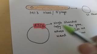 Site directed mutagenesis [upl. by Karr]