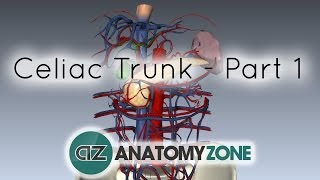 Celiac ArteryTrunk  Part 1  Anatomy Tutorial [upl. by Constantine]