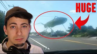 These Megalophobia Videos Are About To Be BIG [upl. by Wunder]