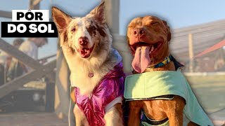 Um Dia Com A Gente De Muita Piscina e Pôr Do Sol  Villa Ayê Pousada Pet Friendly [upl. by Ai84]