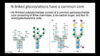 Protein Glycosylations [upl. by Willetta]