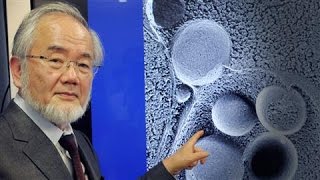 SelfEating Cell Research Wins Nobel in Medicine [upl. by Prospero26]