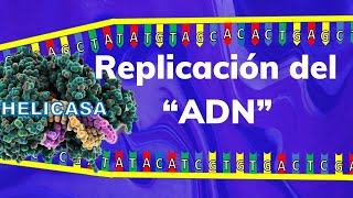 quotLA REPLICACION DEL ADN🧬quot Te explico paso a paso en 4 minutos [upl. by Yebot]