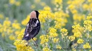 Goglu des présBobolink [upl. by Hickie]