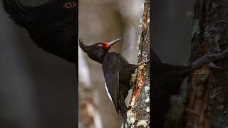 Magellanic Woodpecker pecking Wincent gfPH8 wildlife nature bird [upl. by Sillyhp]