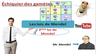 les lois de Mendel deuxième loi de Mendel cours de génétique [upl. by Piscatelli655]