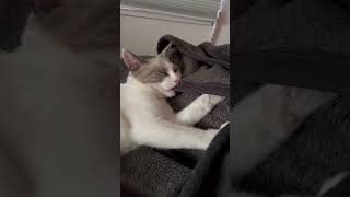 Purring asmr kneading kitten falling asleep so cute Original sound [upl. by Ahseinar109]