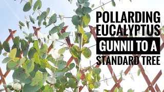 Pollarding amp pruning eucalyptus gunnii to a standard tree [upl. by Haletta]