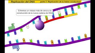 Replicación de ADN [upl. by Izak]