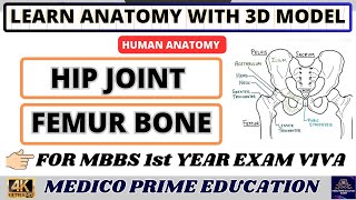 Hip joint Model  Anatomy of Hip joint  Femur Bone Anatomy  Femur Bone side determination mbbs [upl. by Erlin]