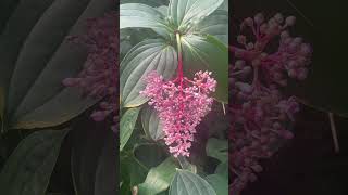 Le llaman  MEDINILLA MAGNIFICA arbusto topical🌸 [upl. by Ikeda]