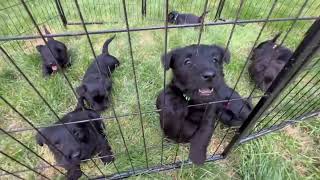 Scudder Scotties 6 weeks [upl. by Luba92]