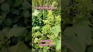 xanthium plants identification botanicaleducation botanicalname fruit aesteraceae trending [upl. by Bores]