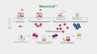 MesenCult™ for Mesenchymal Stem and Progenitor Cell Isolation Culture amp Differentiation [upl. by Burdelle]