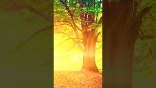 Meditation for Positive Energy 💛 shorts relaxing meditationmusic positivity sleepmusic zen [upl. by Ecile]