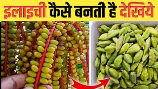 देखिए इलायची कैसे बनती है  Elaichi Kaise Banti Hai  Elaichi ki Kheti  Cardamom Farming shorts [upl. by Kessler554]