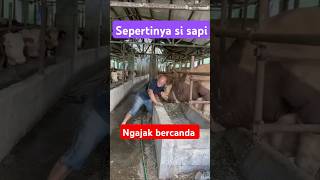 Kandang sapi naedygantenk9269 [upl. by Ytsihc]