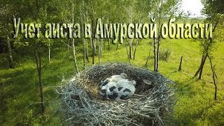 Учет аиста в Амурской области Oriental stork census [upl. by Ier]