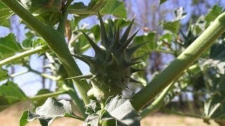 El estramonio planta venenosa cosmopolita Datura stramonium [upl. by Sarita]