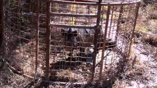 Hog trapping in Arkansas with the HawgStopper round trap part 2 [upl. by Nimesh271]