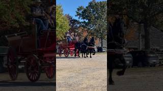 Beautiful Percheron Horses At The SHOW ME HORSE EXPO🫶 shorts drafts percheron horses [upl. by Quintana369]