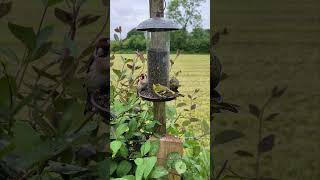 Goldfinch  Siskin Feeding On Nyjer Seed [upl. by Matthieu873]