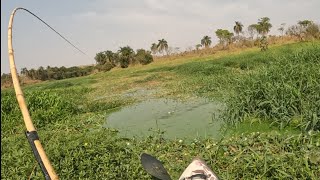 PESCARIA RAÍZ DE TRAÍRA E TILÁPIA COM VARA DE BAMBU NO RIO PIRACICABA REPRESADO fishing fish [upl. by Verena]