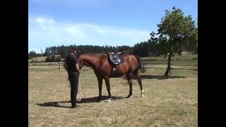 Parelli Natural Horsemanship Level 1 part 2 [upl. by Yenruoj417]