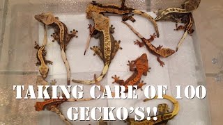 Taking Care of 100 Geckos 10 Tips and Tricks [upl. by Crowell]