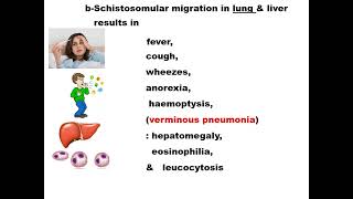 Parasitology ASU GIT MODULE Schistosoma HD DR Khaled Habib [upl. by Fae584]