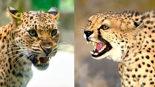 Leopard vs Cheetah Facts and Differences  Wild Animals Comparison Video [upl. by Yracaz]