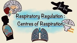 Respiratory Regulation  Part One  Centres of Respiration  Respiratory Physiology [upl. by Amadas]