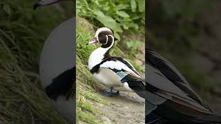 Long tailed Duck duck ducks animallover [upl. by Ntisuj]