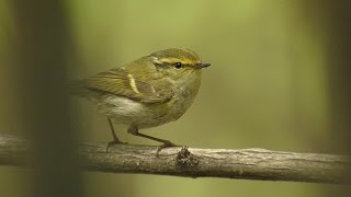 Pallass Warbler  Phylloscopus proregulus [upl. by Nerrej]