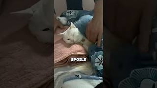 Boby is spoiled by his owner story love cat cute [upl. by Naor]