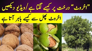 walnuts tree in pakistan  akhroot ka drakht  black walnuts [upl. by Nomrah267]